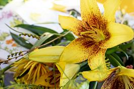 Yellow Brush® 5