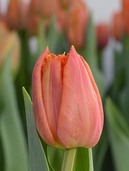 Orange Passion® 16