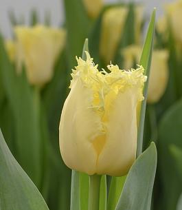 Rebellious Yellow® 11