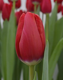 Red Angel® 10