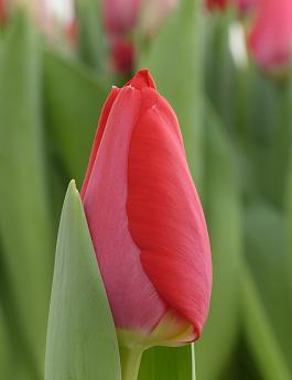Red van Eijk® 8