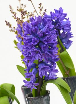 Blue Star 4