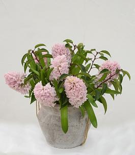China Pink 1