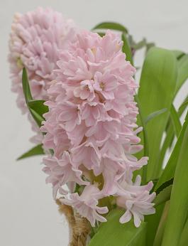 China Pink 0