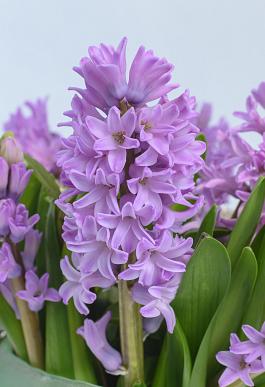 Splendid Cornelia 6
