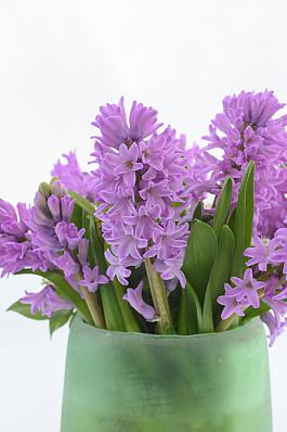 Splendid Cornelia 5