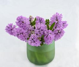 Splendid Cornelia 3