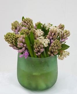 Splendid Cornelia 1