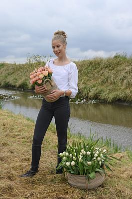 Tulpen algemeen 18