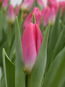 Pink Velvet® 18