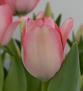 Bella Blush® 1