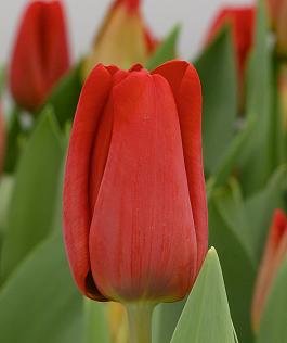 Caractere Rouge® 16