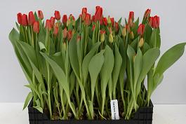 Caractere Rouge® 15