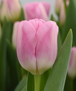 Dutch Delight® 11