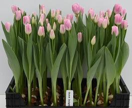Dutch Delight® 10