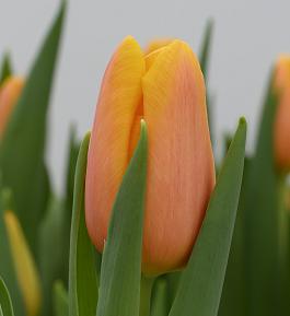 Dutch Pride® 8