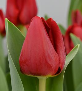 Heleen Valstar 11