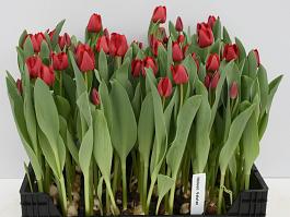 Heleen Valstar 10