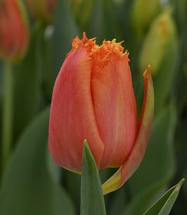 Orange Passion® 19