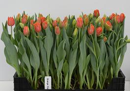Orange Passion® 18