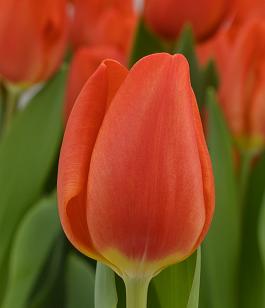Orange Sherpa® 17