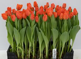 Orange Sherpa® 16