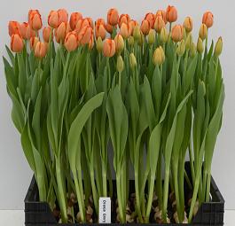 Orange Glory 14