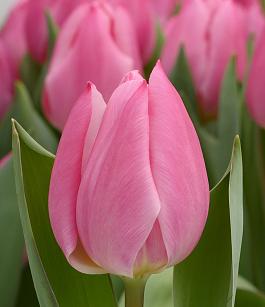 Pink Experience® 0