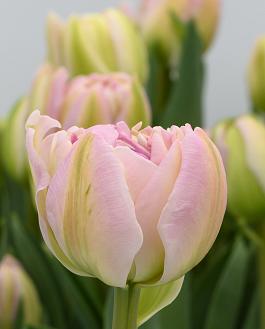 Pink Heaven 19