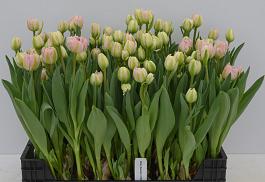 Pink Heaven 18