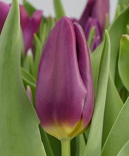 Purple Heaven 5