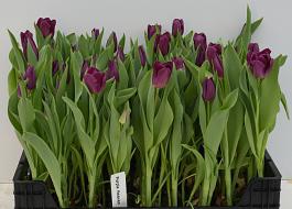 Purple Heaven 4