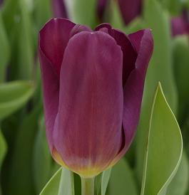 Purple Heaven 3