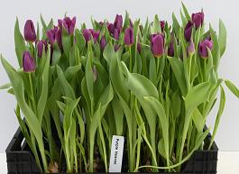 Purple Heaven 2