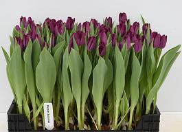 Purple Surprise® 1