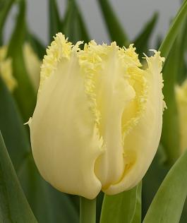 Rebellious Yellow® 17