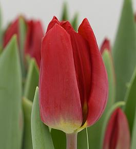 Scarlet Flight® 10