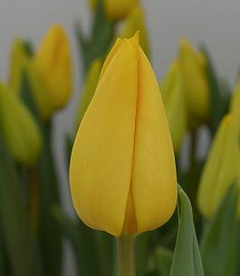 Yellow Master® 15
