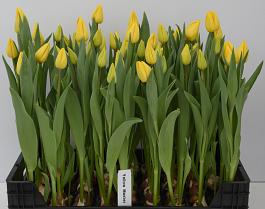 Yellow Master® 14