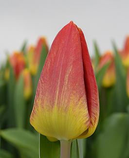 Beauty Flight 15