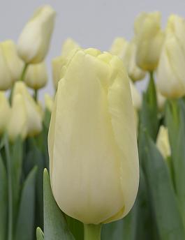 Limoncello® 7