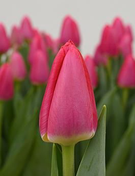 Hotlips 5