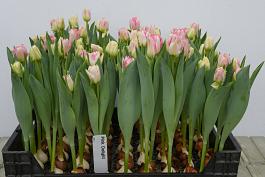 Pink Delight® 11
