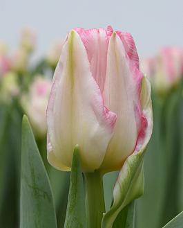 Pink Delight® 10
