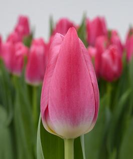 Pink Velvet® 3