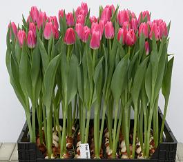 Pink Velvet® 2