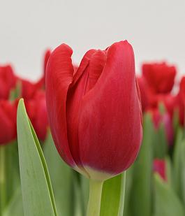 Red Angel® 1