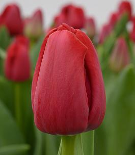Red Charm 19