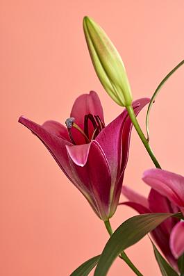 Red Desire® 2
