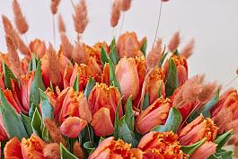 Orange Passion® 9
